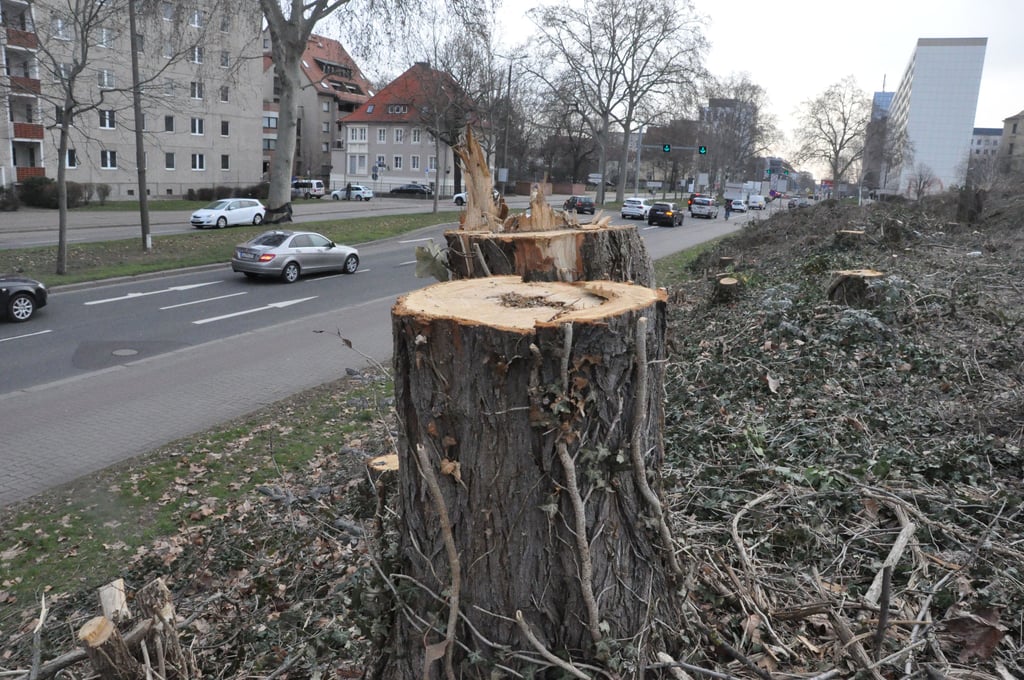 Baumfällungen vor dem Bau neuer Studentenwohnungen an der Walther-Rathenau-Straße in Magdeburg waren ein Anlass für die Debatte im Stadtrat.
