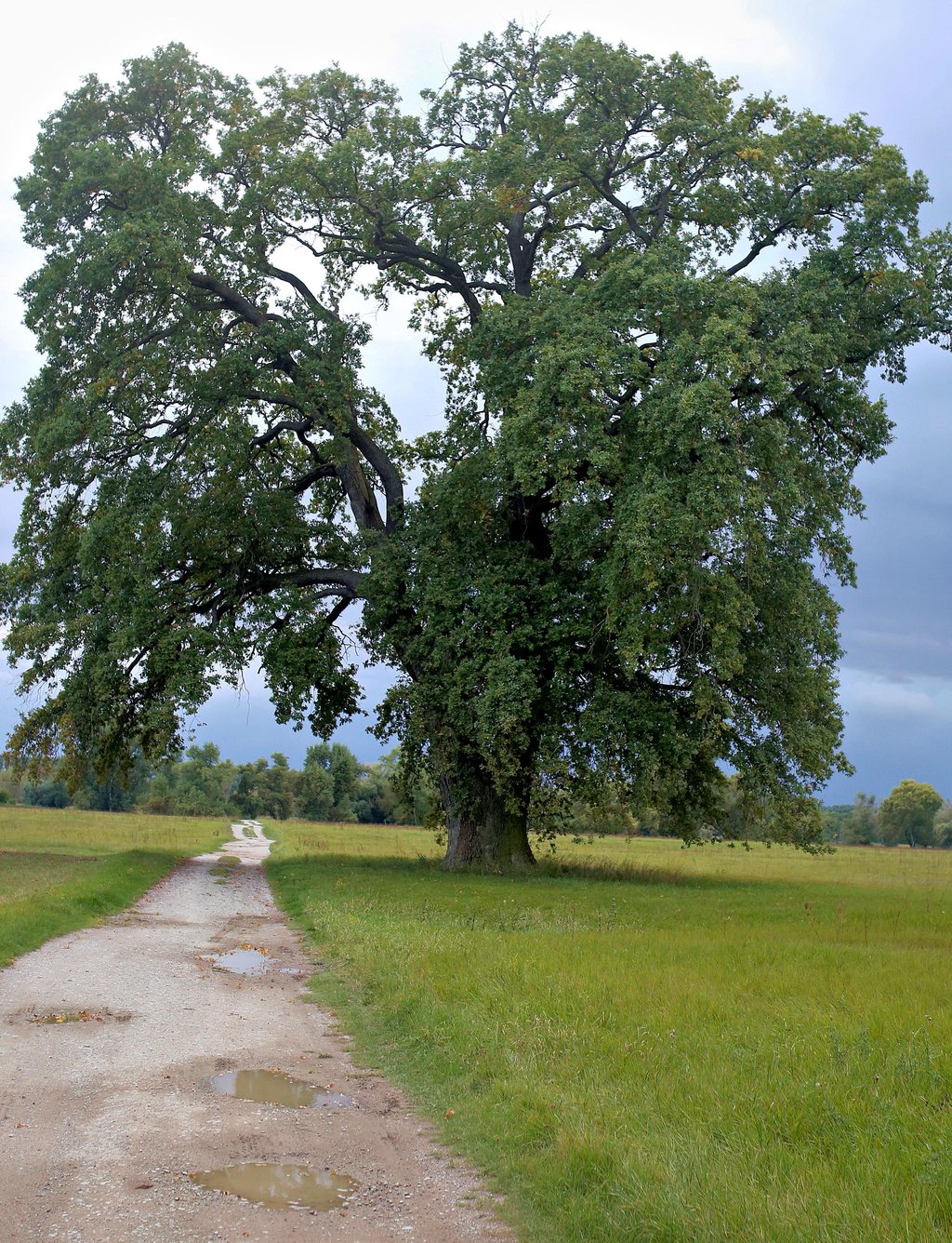 Eine prächtige und wohl mehrere hundert Jahre alte Eiche steht auf den Elbauen nahe Ranies. Der Vorschlag eines Bürgers, diese zum Naturdenkmal zu erklären, wurde vom Salzlandkreis aber abgelehnt. Doch warum eigentlich?