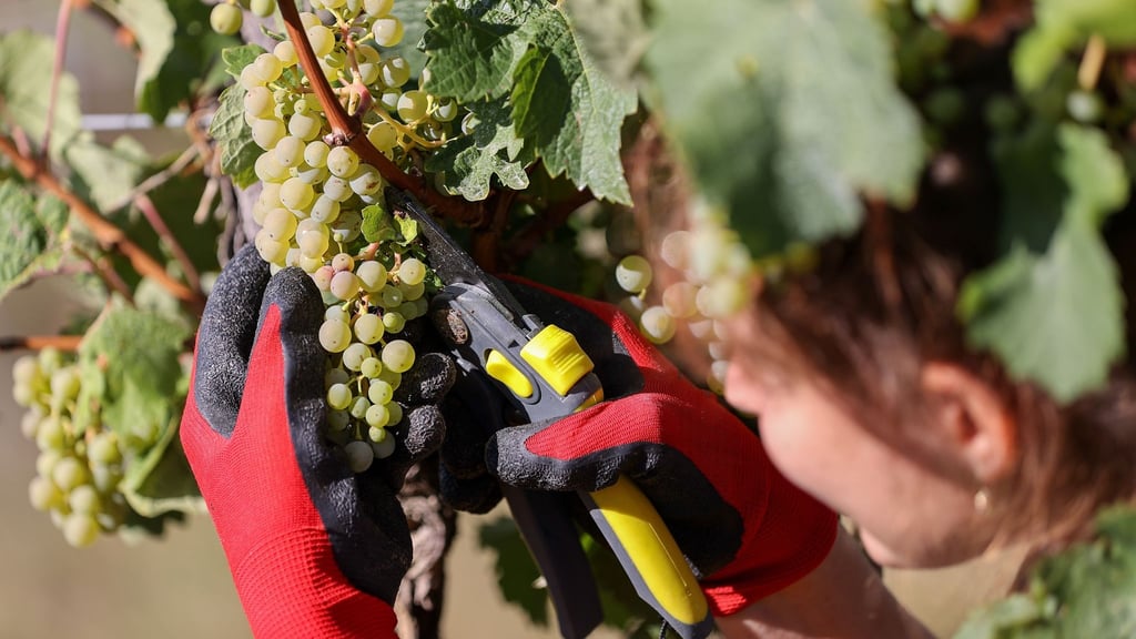Eine Erntehelferin liest Trauben auf einem Weinberg. Foto: Jan Woitas/