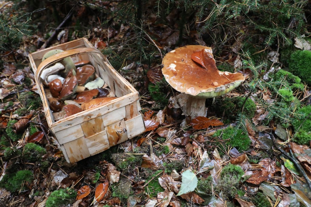 Ein Korb mit Pilzen steht auf dem Waldboden.