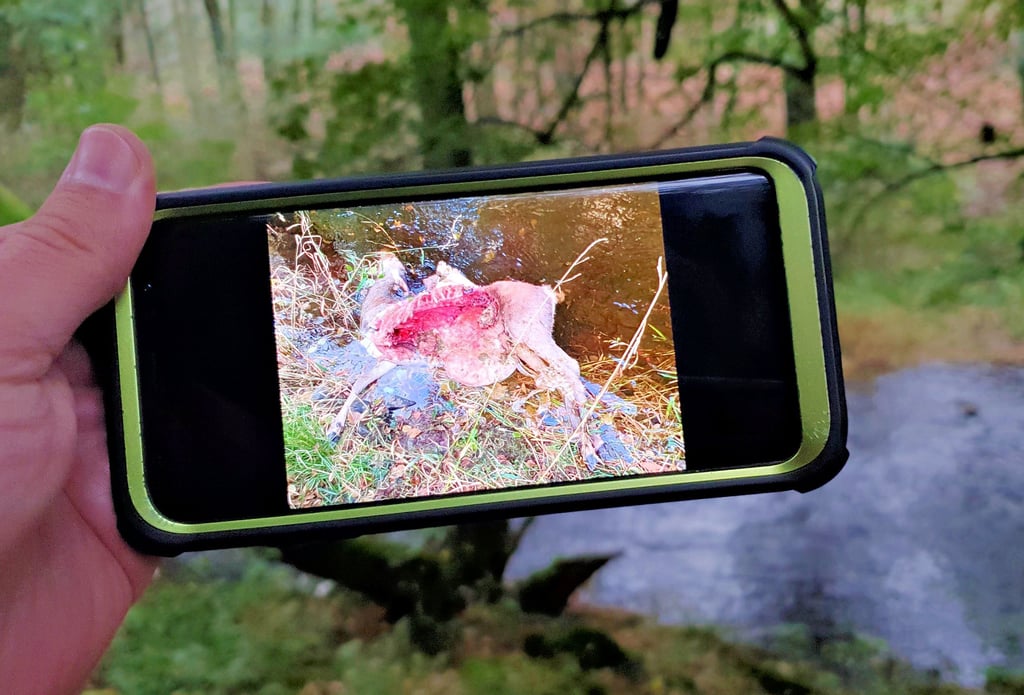 Bei Rübeland haben Wölfe eine Hirschkuh gerissen. Wanderer haben das ausgeweidete Tier am Bodeufer gefunden.