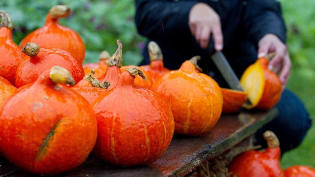 Kürbisse der Sorte Hokkaido oder auch Butternut eignen sich besonders gut für die Zubereitung von Gerichten.