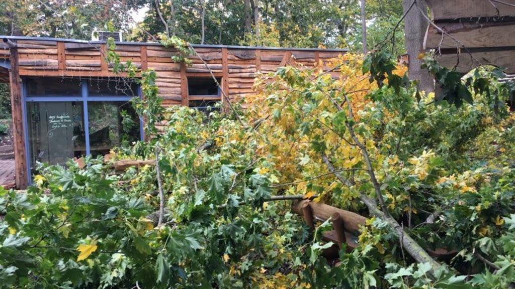 Ein Baum ist auf den Freisitz an der Backstube im Tierpark gekracht.