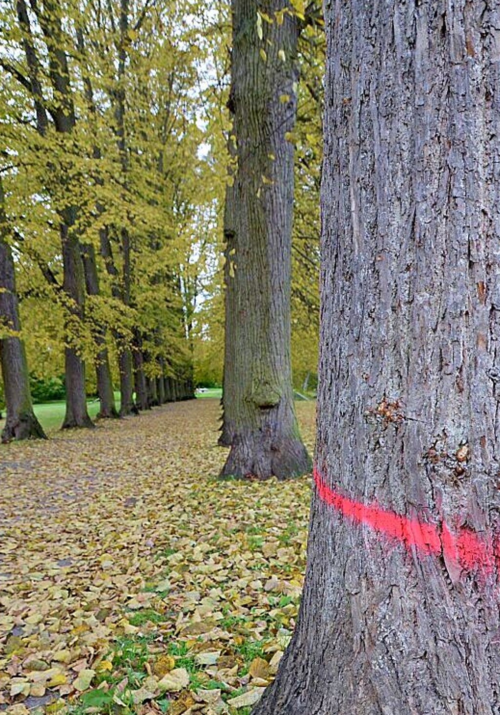 Am Wall wurden mehrere Bäume markiert.