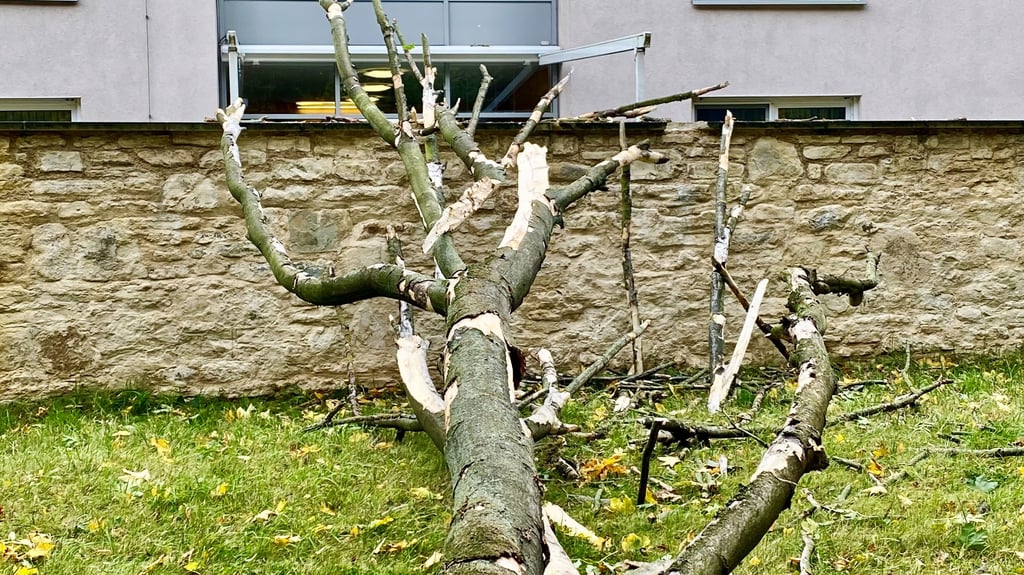 Ein Baum stürzte auf die Mauer eines Seniorenheims. 