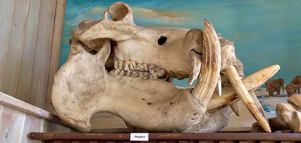 Der aus Sangerhausen stammende Zollbeamte Hermann Wertz war Großwildjäger in Kamerun. Eine ganze Reihe seiner Jagdtrophäen, wie dieser Kopf eines Flusspferdes, sind im Spengler-Haus zu sehen.