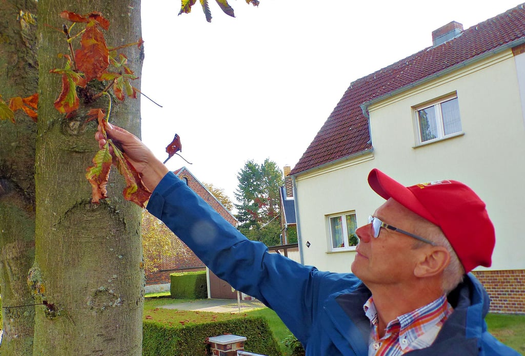 An dieser Kastanie hat die Miniermotte bereits ganze Arbeit geleistet.