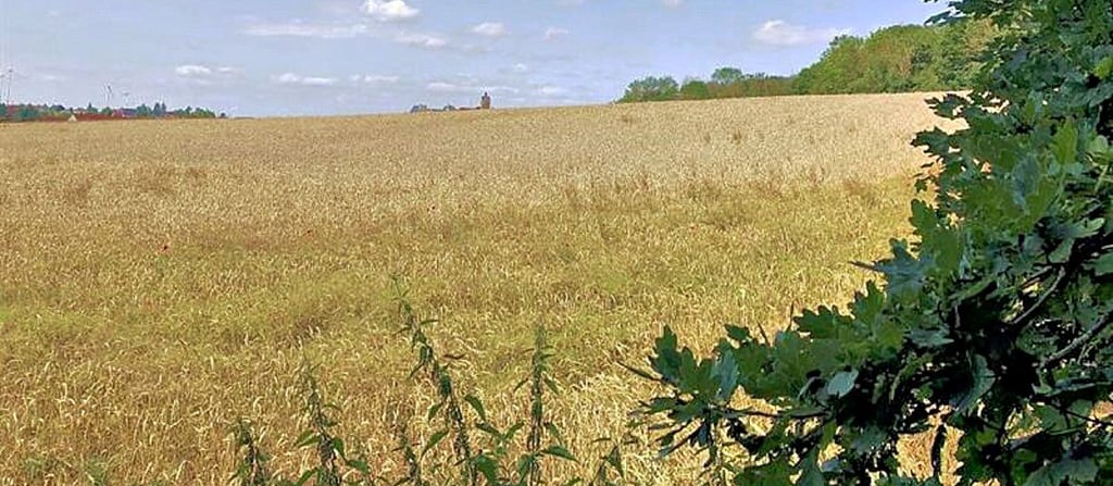 Am Hagenberg in Allstedt sollen Eigenheime entstehen.
