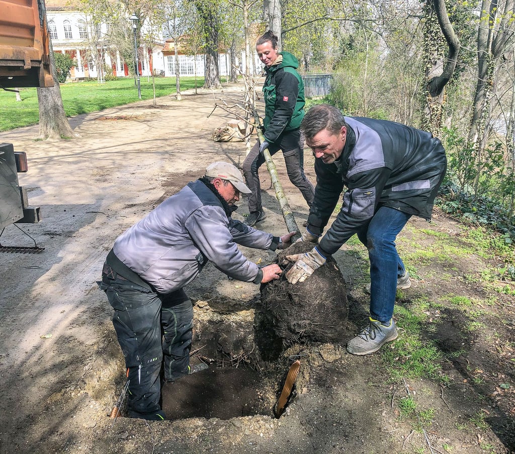 Im April hatten Matthias Seiche, Sara Müller und Mario Köhler (v.l.) vom Grünflächenamt im Schlossgarten bereits junge Kastanien gepflanzt.