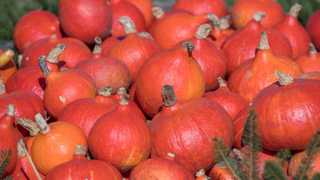 Nicht alle Kürbisse sind für den Verzehr geeignet. Zum Kochen werden vor allem die Sorten Hokkaido und Butternut verwendet.