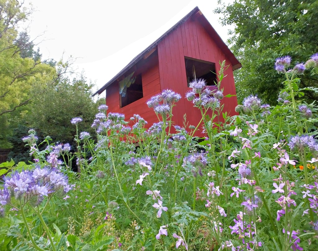 Sollen sich Spaziergänger am Grün in den Kleingartenanlagen – hier ein Bild eines Gartens in Sudenburg - erfreuen können? Ein Vorstoß der Fraktion Grüne/Future im Stadtrat sieht eine Öffnung der Wege durch die Sparten vor. Bevor der Stadtrat entscheidet, haben mehrere Ausschüsse das Wort. Krachend gescheitert ist der Vorstoß aber jetzt im Ausschuss für Stadtentwicklung, Bauen und Verkehr.