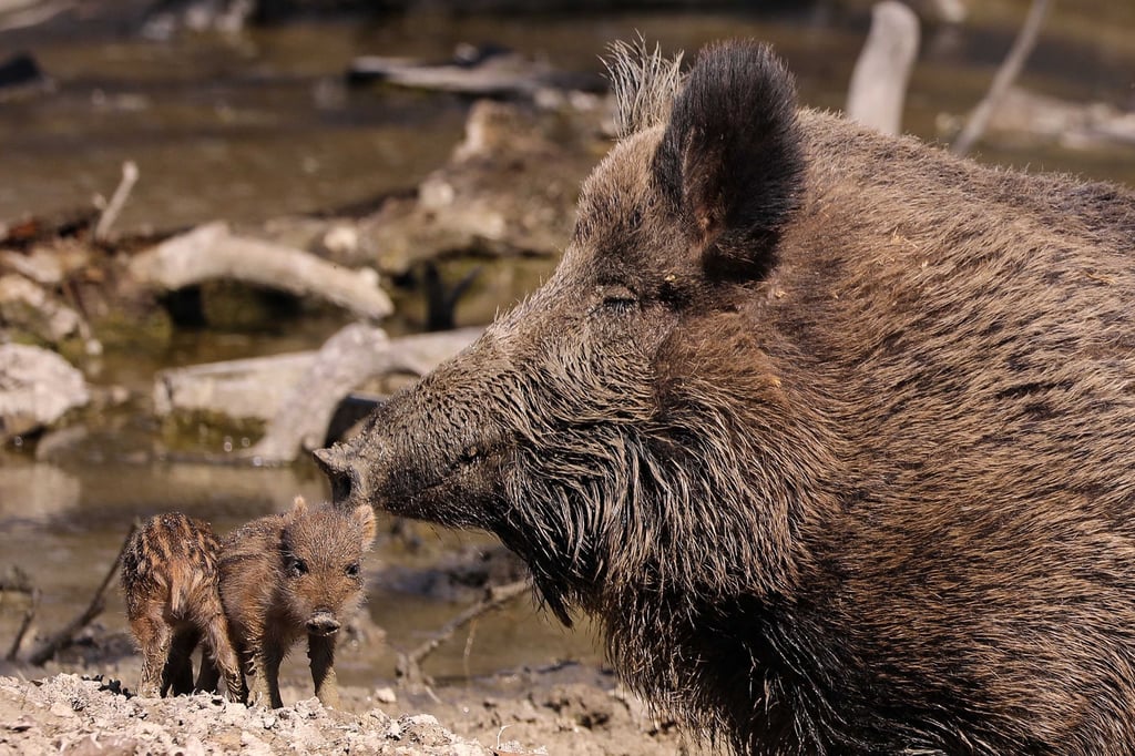 Das wildgehege Moritzburg trennt sich von seinen Wildschweinen.