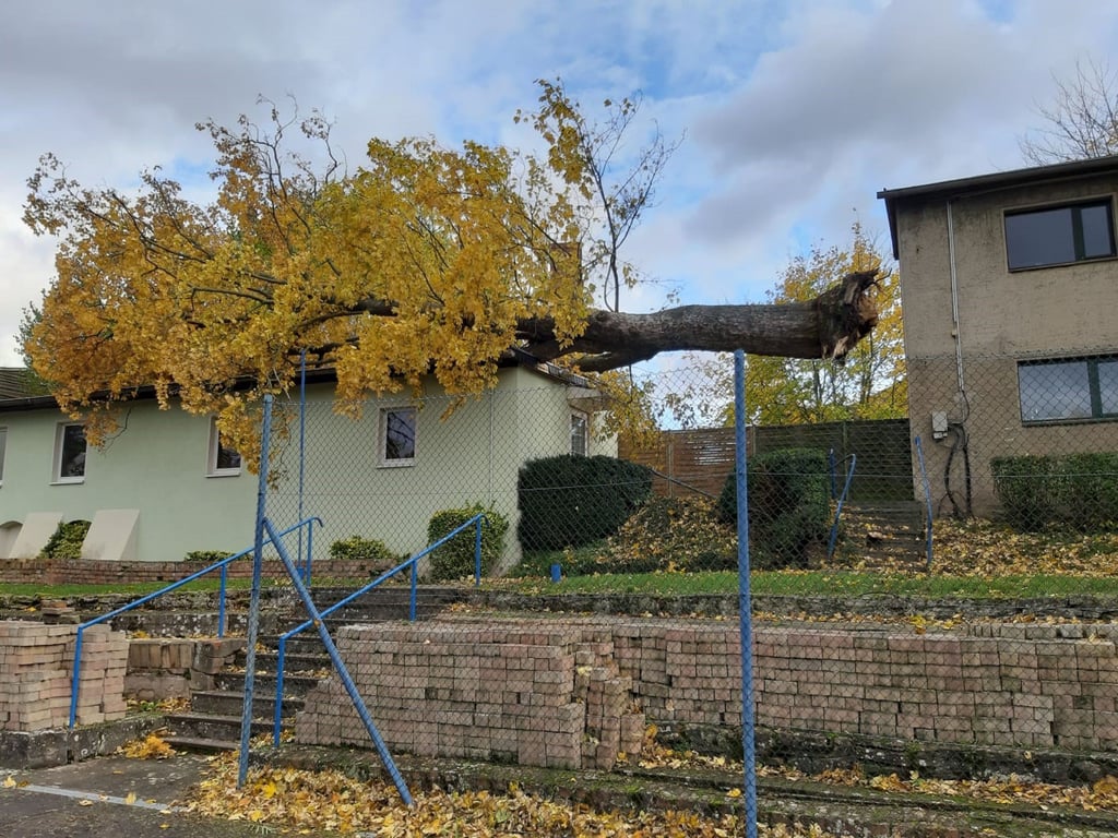 Im Rollhockeystadion in Allstedt hat „Ignatz“ ganze Arbeit geleistet, einen kapitalen Baum aus der Erde gerissen und aufs Dach geworfen.