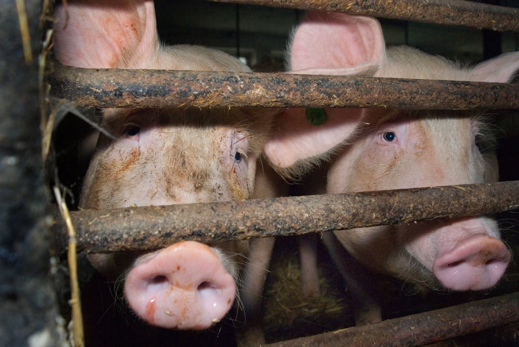 Schweine in einem Stall