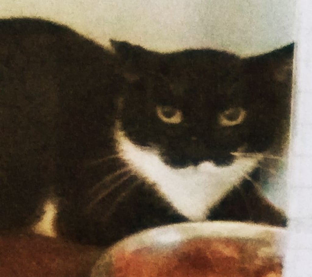 Im Käfig war die Katze Maggie wild und misstrauisch.