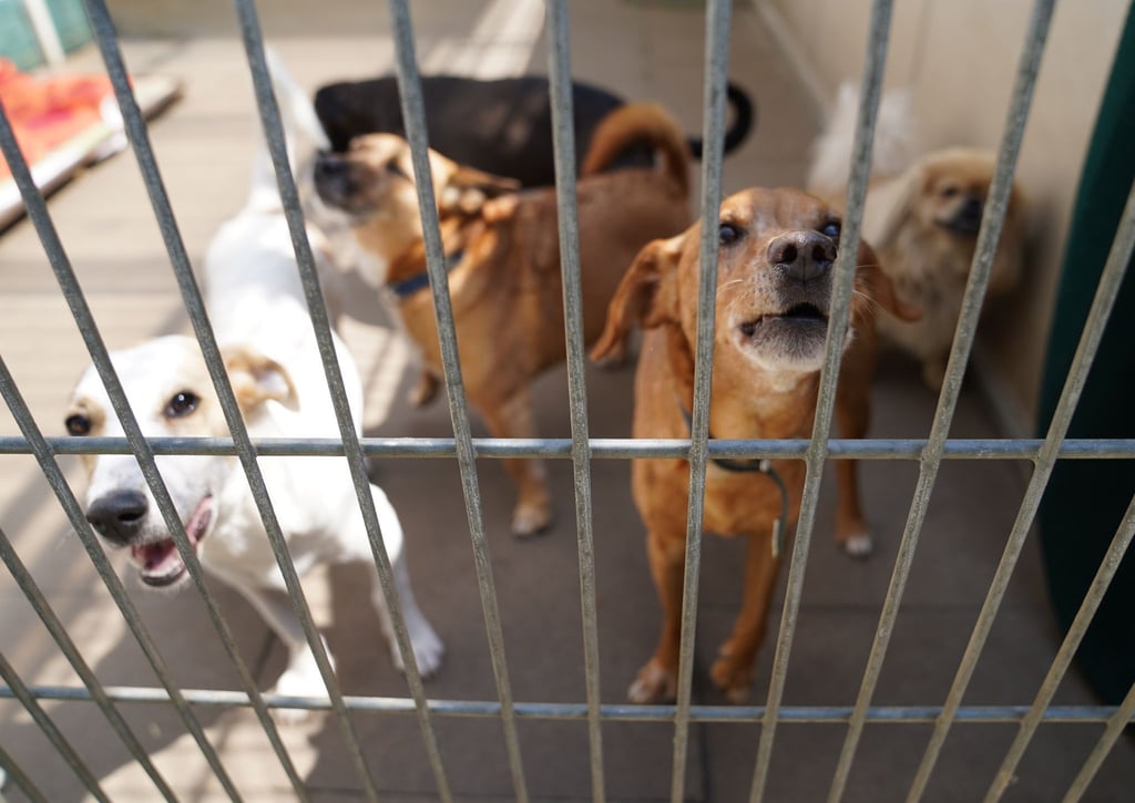 In Großbritannien werden einem Bericht zufolge derzeit viele Hunde ins Tierheim gebracht.
