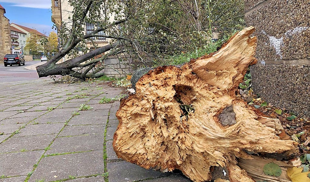 An der Ölgrube in Merseburg ist dieser Baum zerborsten.