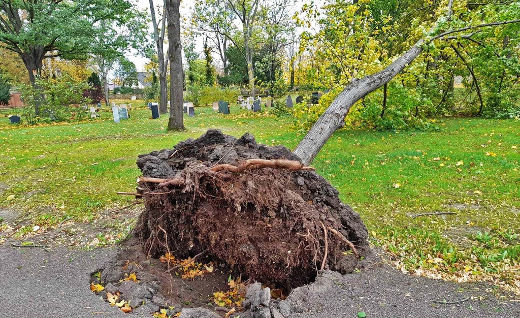 Auf dem Stadtfriedhof hat der Sturm diesen Baum entwurzelt.