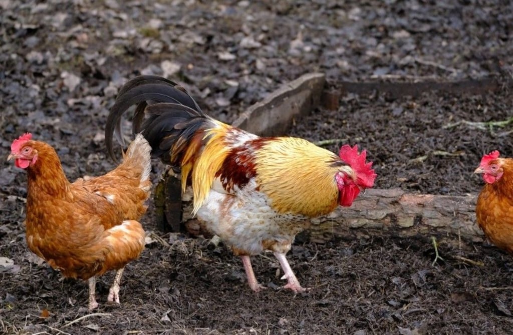 Wer tut so etwas? Sieben lebende Hühner wurden einfach in einen Sack gesteckt und im Wald entsorgt.