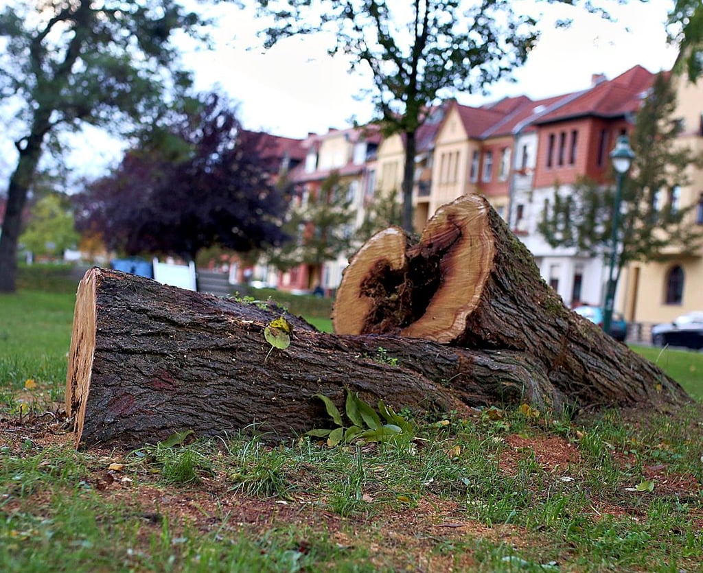 Das ist alles, was von dem beliebten Kletterbaum in Bad Salzelmen noch übrig ist.