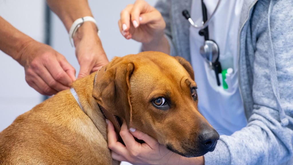 Die Tierkrankenversicherung habe sich lediglich mit 2700 Euro an den Kosten beteiligt. Foto: Sven Hoppe/Symbol/