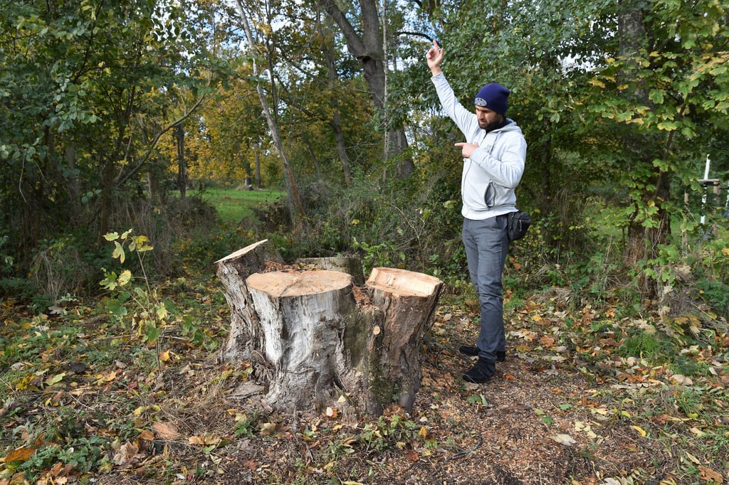 Ein Stumpf am Seilerweg in Magdeburg: Der Naturschützer Hartmut Koblischke hätte den Stamm zumindest auf drei, vier Meter Höhe stehen gelassen, um ihn als Lebensraum zu bewahren.