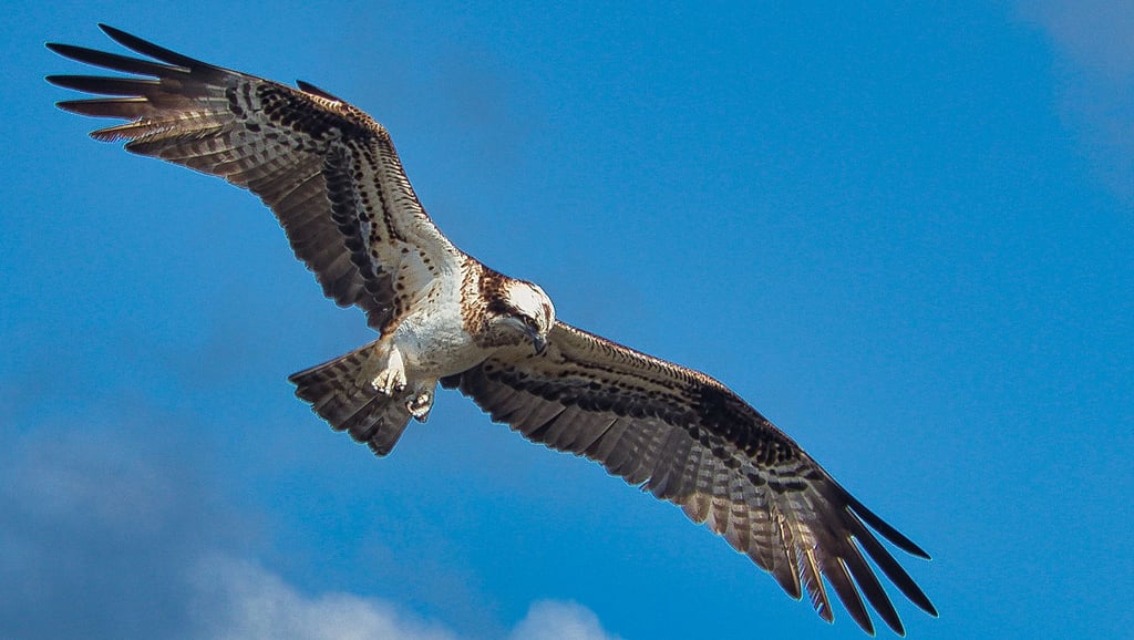 Ein Fischadler im Flug.