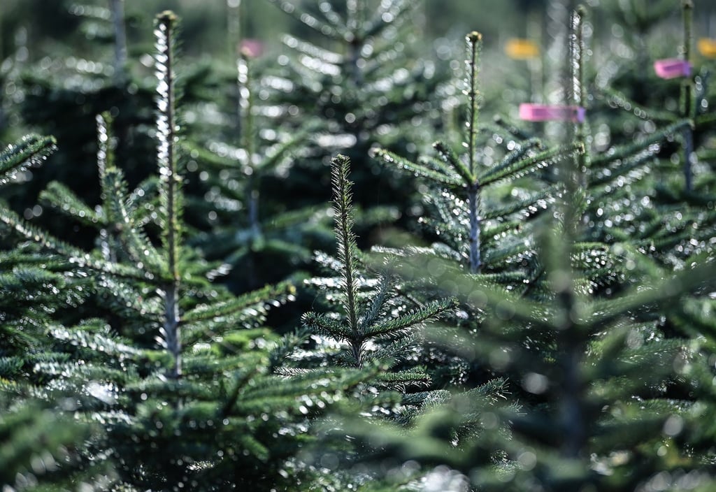 Nordmanntannen stehen auf der Weihnachtsbaum Plantage des Werderaner Tannenhofs.