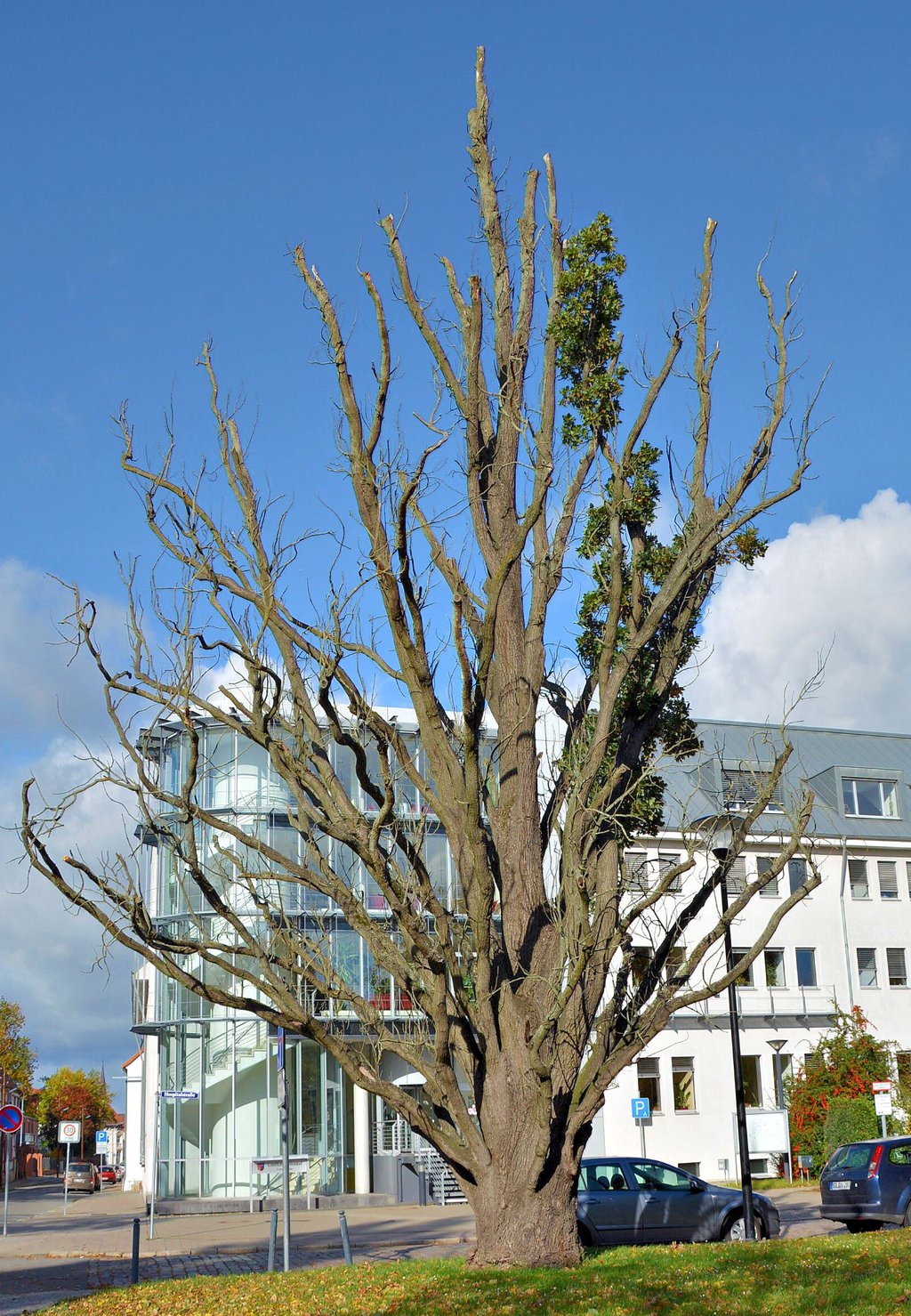 Diese Säuleneiche an der Hospitalstraße, gegenüber dem Haupteingang zum Landratsamt in Stendal, ist abgestorben und soll gefällt werden. An die Stelle kommt ein neuer Baum.