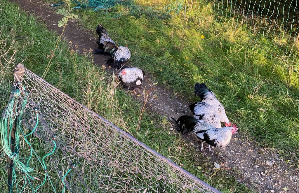 Die entlaufenen Tiere.
