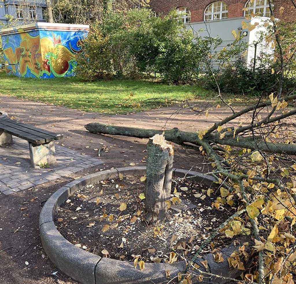 Bis auf den Stumpf ist die Linde gefällt worden. Die Stadt will Anzeige erstatten.