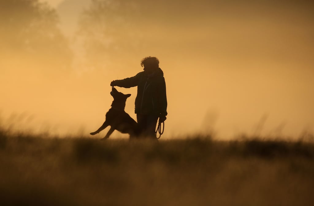 Eine Frau und ihr Vierbeiner wurden bei Seehausen von einem Hund gebissen. Diesen sollen ein Anwohner auf die Spaziergängerin gehetzt haben.