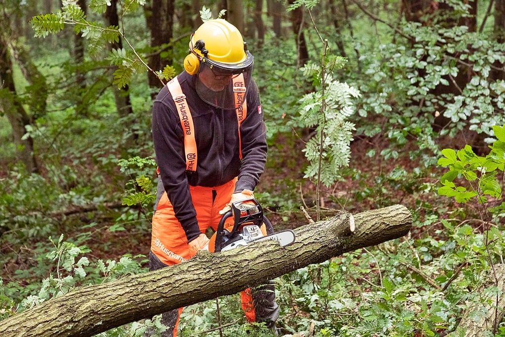 Getestet wurden die Sägen (im Bild der Testsieger von Stihl) im Wald. Insgesamt zeigten sie eine gute Leistung auch beim Fällen kleinerer Bäume und dem Teilen abgelagerter Eichenstämme.
