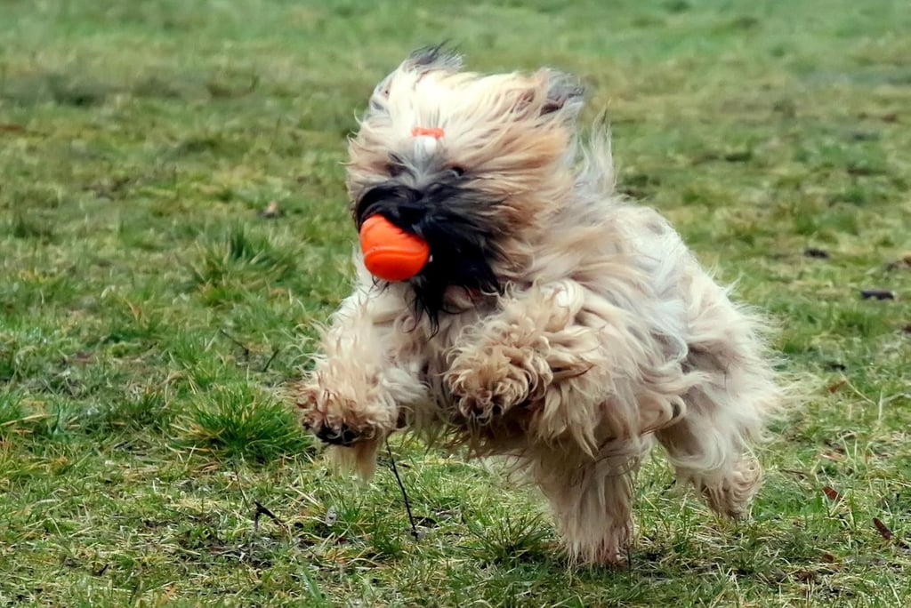 Braucht die Silberhöhe in Halle eine neue Hundewiese?