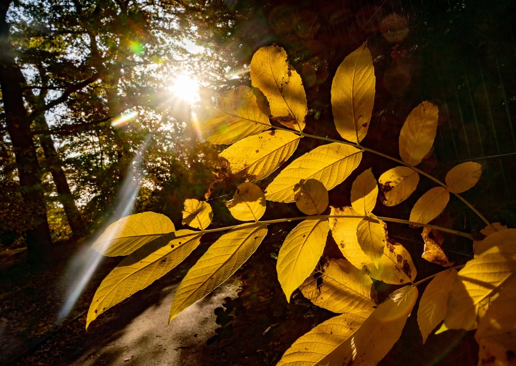 Die Sonne bescheint am Abend die gelblich verfärbten Blätter in einem Park. Die kommenden Tage werden freundlich und mild.