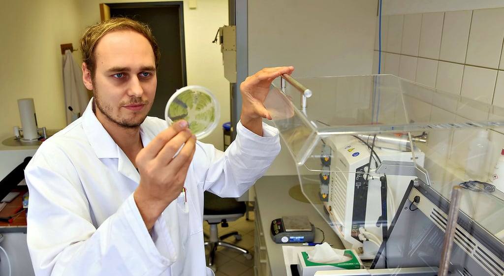 Im Labor des Studiengangs „Physician Assistance“ wertet ein Student eine Petrischale aus dem Inkubator aus.