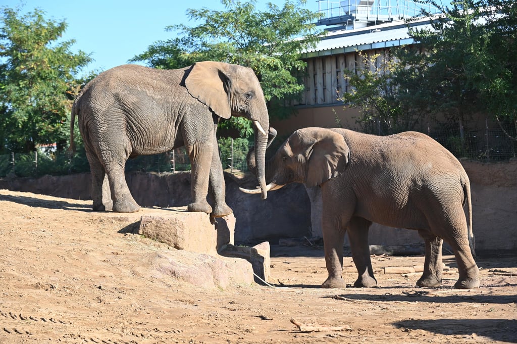 Zu den Attraktionen im Zoo in Magdeburg gehören auch die Elefanten. Immer mehr Besucher aus Halle steuern die Magdeburger Einrichtung an.