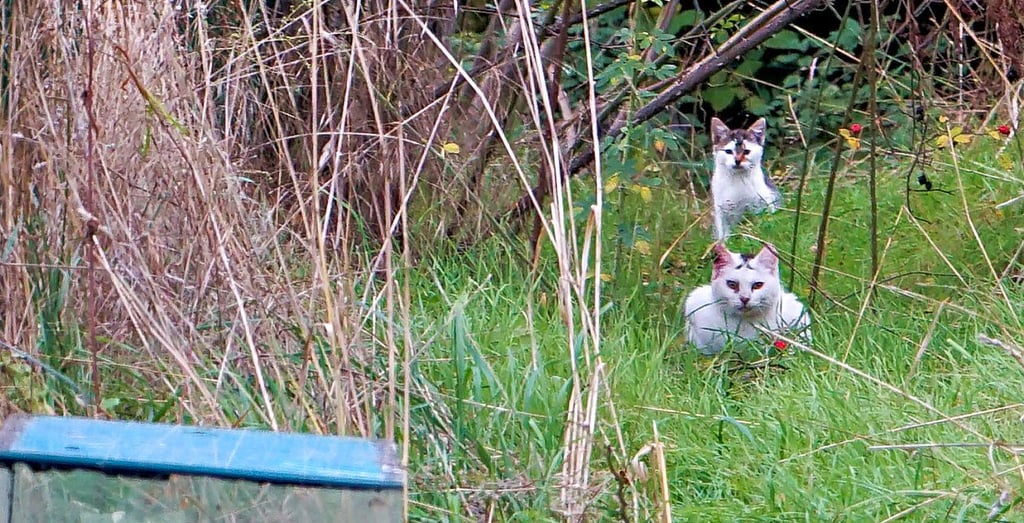 Streuner-Katze mit einem von vier Babys am Stadthof in Haldensleben. Können die Jungtiere den Herbst und Winter im Freien überstehen?