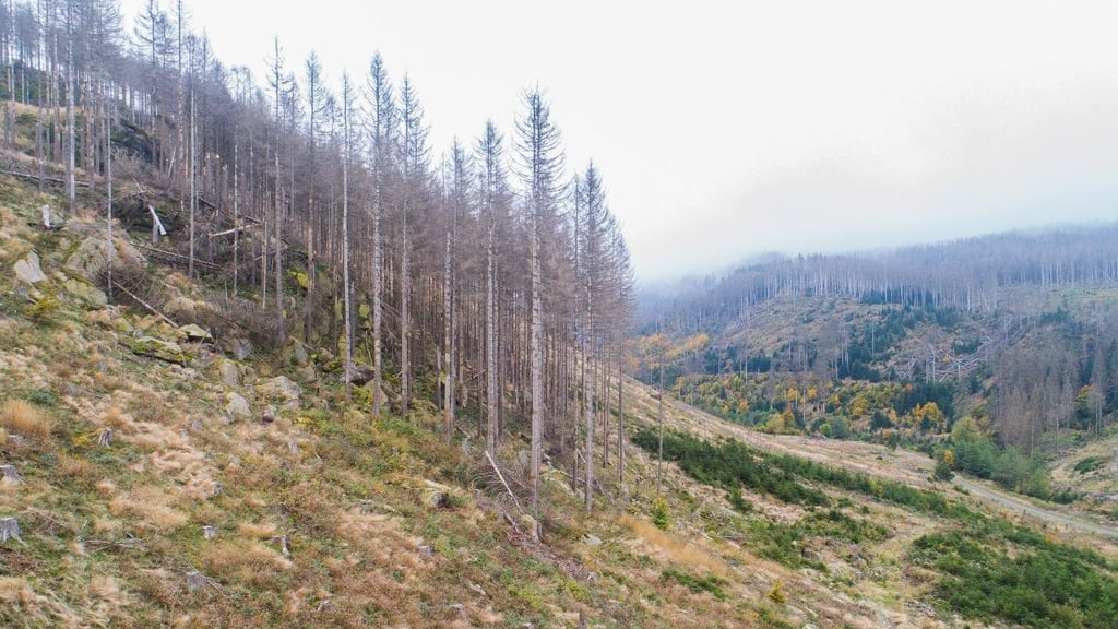 Die Luftaufnahme zeigt eine Waldfläche mit abgestorbenen Fichten im Oberharz, auf der nun Buchen angepflanzt werden sollen.
