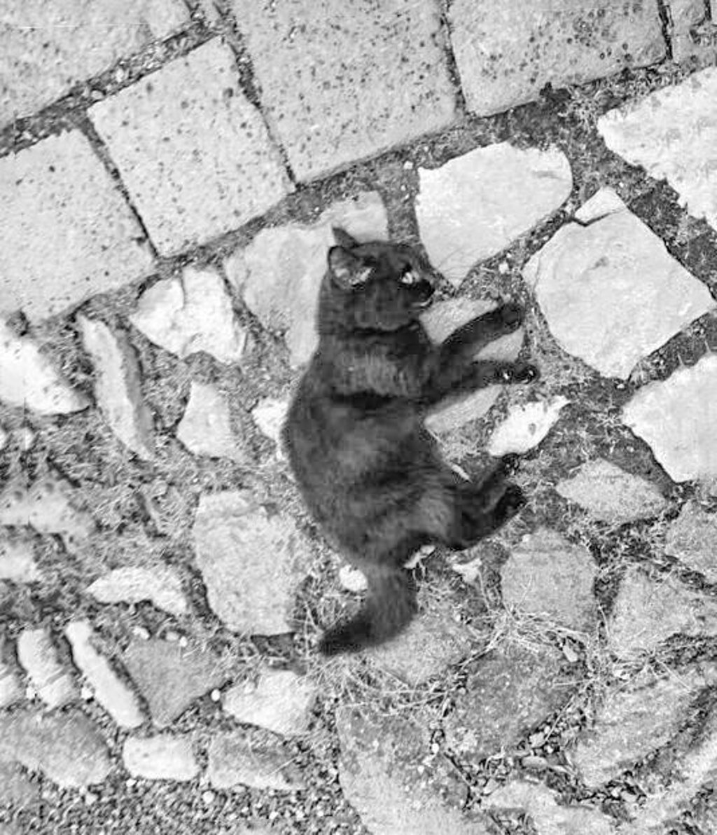 Eine kleine Katze wurde aus einem Auto geworfen.