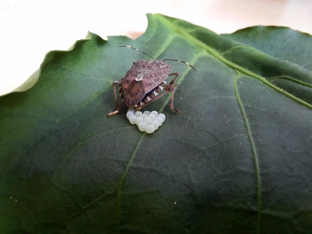 Die Marmorierte Baumwanze (Halyomorpha halys) bei der Eiablage.