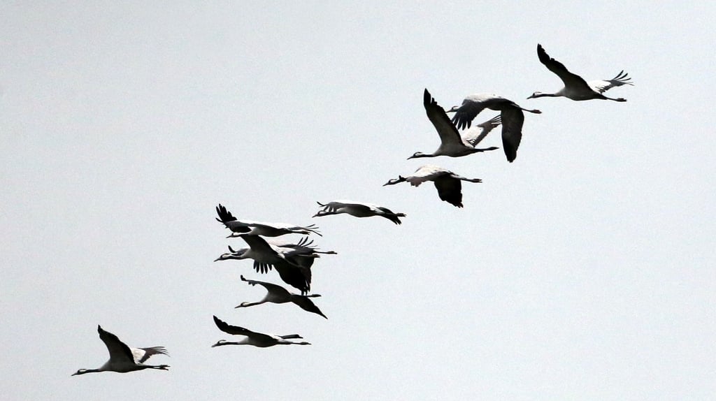 Kraniche fliegen über den Stausee Berga-Kelbra.