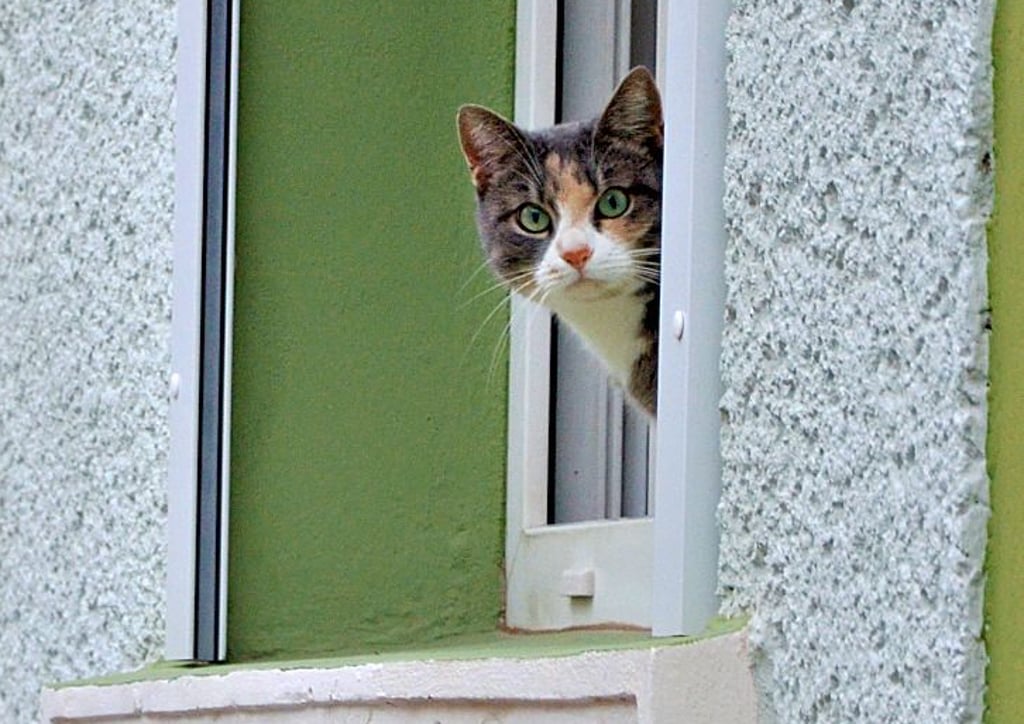 Neugierig schaut diese Katze aus dem Fenster eines Hauses in der Schönebecker Rosmarinstraße.