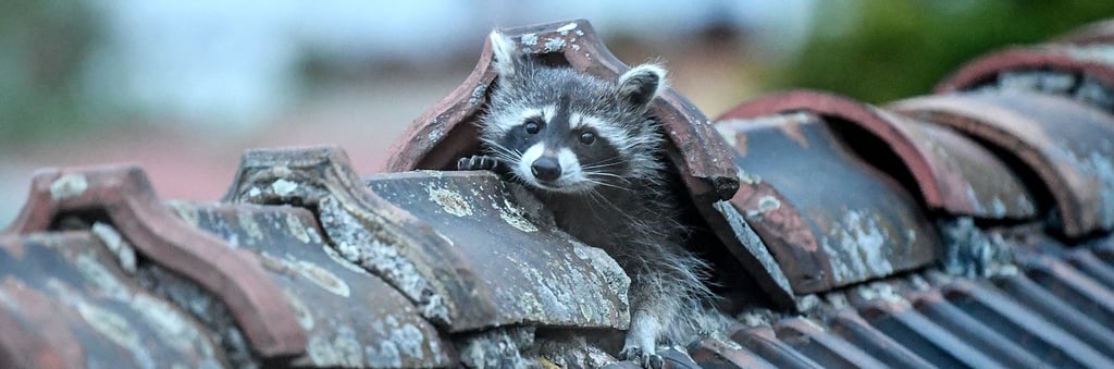 Ein Waschbär krabbelt aus seinem Versteck auf einem Dach. In Häusern und auf Grundstücken können die Tiere Schaden anrichten.