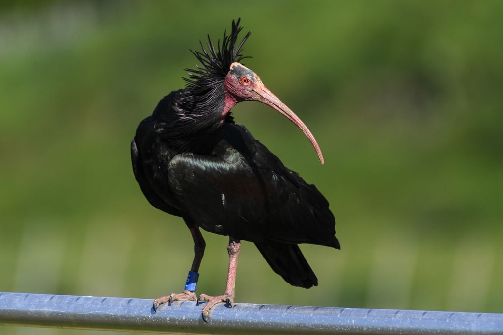 Der Waldrapp gehört zu den seltensten Vögeln. Er soll in den Tiergarten in Stendal einziehen.