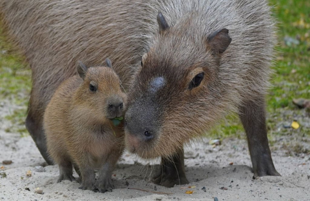 Der Wasserschwein-Vater Anton kuschelt seinen Nachwuchs.