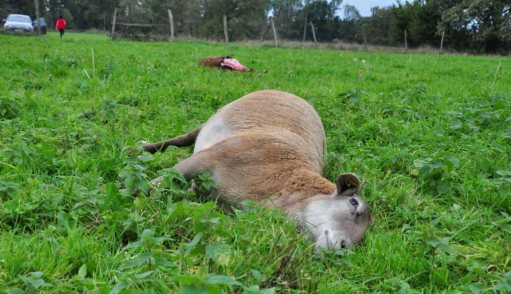 Acht Mutterschafe und zwei Hammel lagen gestern getötet und weit verstreut auf der etwa einen Hektar großen Wiese bei Butterhorst.