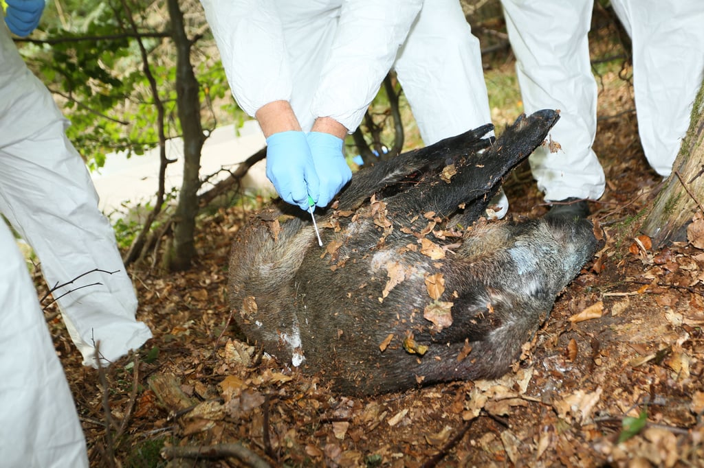Teilnehmer einer Großübung simulieren die Bergung eines Wildschweins, das an der Afrikanischen Schweinepest ASB erkrankt sein könnte.