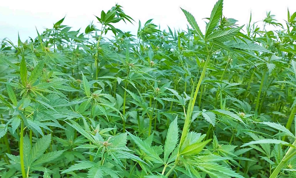 Bei Badersleben(Landkreis Harz) gibt es ein Feld mit Hanf. Berauschend ist die hier gesäte Sorte nicht.