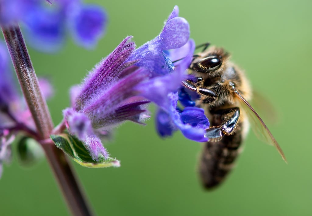 Eine Biene sucht auf der Blüte von einer Katzenminze nach Pollen.